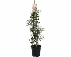 FLORASELF® Sterjasmijn Trachelospermum Jasminoides 'Star Of Sicily' Potmaat Ø 19 Cm