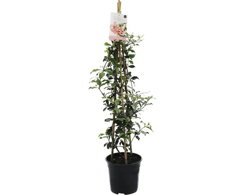 FLORASELF® Sterjasmijn Trachelospermum Jasminoides 'Star Of Sicily' Potmaat Ø 19 Cm 3 FLORASELF® Sterjasmijn Trachelospermum Jasminoides 'Star Of Sicily' Potmaat Ø 19 Cm