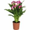 FLORASELF Aronskelk Calla Zantedeschia Rehmanii 'Zazu' Potmaat Ø 13 Cm H 40-45 Cm -FLORASELF Verkoop DV 8 10289715 01 4c DE 20200421114754