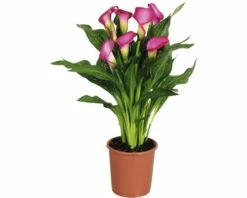 FLORASELF Aronskelk Calla Zantedeschia Rehmanii 'Zazu' Potmaat Ø 13 Cm H 40-45 Cm