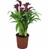 FLORASELF Aronskelk Zantedeschia Rehmanii 'Allure' Potmaat Ø 13 Cm H 40-45 Cm -FLORASELF Verkoop DV 8 10289716 01 4c DE 20200421121756