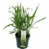 FLORASELF Olifantsgras Miscanthus Giganteus Potmaat 19 Cm H 20-120 Cm -FLORASELF Verkoop DV 8 10290758 01 4c DE 20200516134406