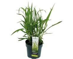 FLORASELF Olifantsgras Miscanthus Giganteus Potmaat 19 Cm H 20-120 Cm