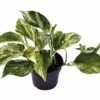 FLORASELF Drakenklimop Scindapsus Aureum 'Marble Queen' Potmaat Ø 12,0 Cm H 15-25 Cm -FLORASELF Verkoop DV 8 10294837 01 4c DE 20200515051753