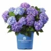 FLORASELF® Hortensia Hydrangea 'Endless Summer Bloomstar' Blue -FLORASELF Verkoop DV 8 10295207 01 4c NL 20200507051659