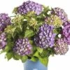 FLORASELF® Hortensia Hydrangea 'Endless Summer Summerlove' Purple -FLORASELF Verkoop DV 8 10295209 01 4c NL 20200509221659