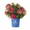 FLORASELF® Hortensia Hydrangea 'Endless Summer Summerlove' Red -FLORASELF Verkoop DV 8 10295210 01 4c NL 20200507051659