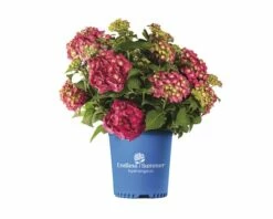 FLORASELF® Hortensia Hydrangea 'Endless Summer Summerlove' Red