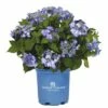 FLORASELF® Hortensia Hydrangea 'Endless Summer Twist-n-Shout' Blue -FLORASELF Verkoop DV 8 10295211 01 4c NL 20200507051659