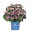 FLORASELF® Hortensia Hydrangea 'Endless Summer Twist-n-Shout' Pink -FLORASELF Verkoop DV 8 10295212 02 4c NL 20200507051659