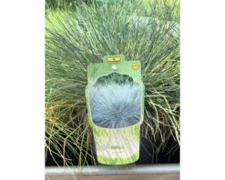 FLORASELF Schapengras Festuca Glauca 'Cool As Ice' Potmaat Ø 14 Cm H 5-15 Cm -FLORASELF Verkoop DV 8 10306714 01 4c DE 20220429051751