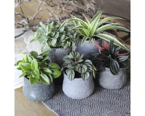 FLORASELF Peperomia 'Rosso' Potmaat Ø 7 Cm H 10-15 Cm 4 FLORASELF Peperomia 'Rosso' Potmaat Ø 7 Cm H 10-15 Cm - Afbeelding 2