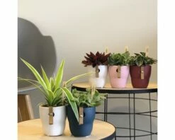 FLORASELF Peperomia 'Napoli Nights' Potmaat Ø 7 Cm H 10-15 Cm -FLORASELF Verkoop DV 8 10308067 03 4c DE 20200825081652