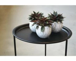 FLORASELF Peperomia 'Rosso' Potmaat Ø 7 Cm H 10-15 Cm 7 FLORASELF Peperomia 'Rosso' Potmaat Ø 7 Cm H 10-15 Cm -FLORASELF Verkoop DV 8 10308075 01 4c DE 20200806084752