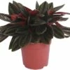 FLORASELF Peperomia 'Rosso' Potmaat Ø 7 Cm H 10-15 Cm -FLORASELF Verkoop DV 8 10308075 02 4c DE 20200807065111