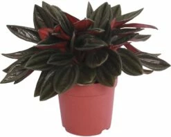 FLORASELF Peperomia 'Rosso' Potmaat Ø 7 Cm H 10-15 Cm