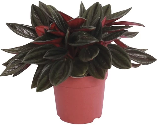 FLORASELF Peperomia 'Rosso' Potmaat Ø 7 Cm H 10-15 Cm 3 FLORASELF Peperomia 'Rosso' Potmaat Ø 7 Cm H 10-15 Cm