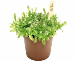 FLORASELF Drakenvrucht Hylocereus Undatus Potmaat Ø 7,0 Cm H 10-15 Cm