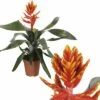 FLORASELF Kokerbromelia Aechmea Pepita Elagant Flames Potmaat Ø 12,0 Cm H 40-45 Cm