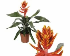 FLORASELF Kokerbromelia Aechmea Pepita Elagant Flames Potmaat Ø 12,0 Cm H 40-45 Cm