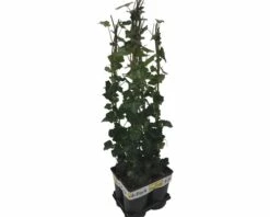 FLORASELF Klimop Hedera Hibernica Potmaat Ø 17 Cm H 70 Cm 4 Stuks 7 FLORASELF Klimop Hedera Hibernica Potmaat Ø 17 Cm H 70 Cm 4 Stuks -FLORASELF Verkoop DV 8 10341130 01 4c NL 20230302161654