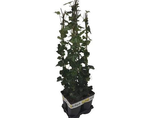 FLORASELF Klimop Hedera Hibernica Potmaat Ø 17 Cm H 70 Cm 4 Stuks 5 FLORASELF Klimop Hedera Hibernica Potmaat Ø 17 Cm H 70 Cm 4 Stuks - Afbeelding 3
