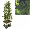 FLORASELF Klimop Hedera Hibernica Potmaat Ø 17 Cm H 70 Cm 4 Stuks 1 FLORASELF Klimop Hedera Hibernica Potmaat Ø 17 Cm H 70 Cm 4 Stuks -FLORASELF Verkoop DV 8 10341130 02 4c DE 20230303131958