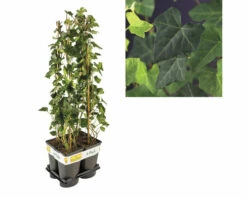 FLORASELF Klimop Hedera Hibernica Potmaat Ø 17 Cm H 70 Cm 4 Stuks