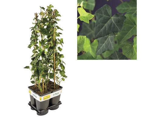 FLORASELF Klimop Hedera Hibernica Potmaat Ø 17 Cm H 70 Cm 4 Stuks 3 FLORASELF Klimop Hedera Hibernica Potmaat Ø 17 Cm H 70 Cm 4 Stuks