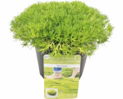 FLORASELF Hardbloem Scleranthus Biflorus Potmaat Ø 13 Cm H 1-5 Cm