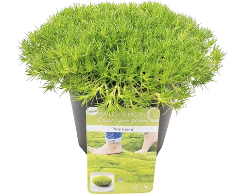 FLORASELF Hardbloem Scleranthus Biflorus Potmaat Ø 13 Cm H 1-5 Cm 3 FLORASELF Hardbloem Scleranthus Biflorus Potmaat Ø 13 Cm H 1-5 Cm