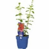 FLORASELF Salie Salvia 'Royal Bumble' Ø 11 Cm -FLORASELF Verkoop DV 8 10341947 01 4c DE 20220316164759