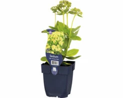 FLORASELF Vetkruid Sedum Hybride 'Honey Gold' Ø 11 Cm
