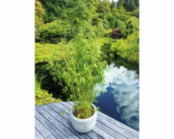 FLORASELF Bamboe Fargesia Murialeae 'Ivory Ibis' H 175-200 Cm
