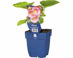 FLORASELF Stokroos Alcea Rosea 'Radiant Rose' Ø 11 Cm