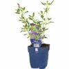 FLORASELF Salie Salvia Jamensis 'Nachtvlinder' Ø 11 Cm -FLORASELF Verkoop DV 8 10342136 01 4c DE 20220511111758