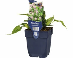 FLORASELF Ezelsoor Stachys Monieri 'Griffioen' Ø 11 Cm