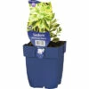 FLORASELF Vetkruid Sedum Takesimense 'Atlantis' Ø 11 Cm -FLORASELF Verkoop DV 8 10342139 01 4c DE 20220518101650