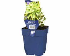 FLORASELF Vetkruid Sedum Takesimense 'Atlantis' Ø 11 Cm