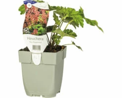 FLORASELF Purperklokje Heuchera 'Rex Peppermint' Ø 11 Cm