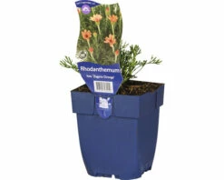 FLORASELF Marokkaanse Margriet Rhodanthemum Hosmariense 'Zagora Orange' Ø 11 Cm