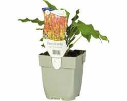 FLORASELF Duizendknoop Persicaria Amplexicaulis 'Orange Field' Ø 11 Cm