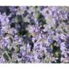 FLORASELF Kattenkruid Nepeta Faassenii 'Purrsian Blue' Ø 11 Cm -FLORASELF Verkoop DV 8 10342713 01 4c DE 20230104181655