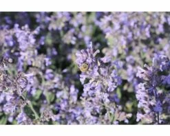 FLORASELF Kattenkruid Nepeta Faassenii 'Purrsian Blue' Ø 11 Cm