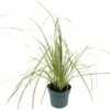 FLORASELF Pampasgras Cortaderia Selloana 'Golden Goblin' H 15-80 Cm -FLORASELF Verkoop DV 8 10351526 01 4c DE 20210129084755