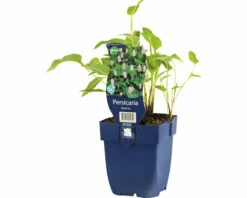 FLORASELF Duizendknoop Persicaria Bistorta (syn. Bistorta Officinalis) Potmaat Ø 11 Cm H 5-30 Cm