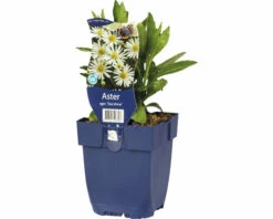 FLORASELF Aster Aster Ageratoides 'Starshine' Ø 11 Cm