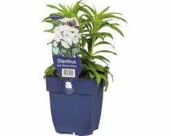 FLORASELF Duizendschoon Dianthus Barbatus 'Barbarini' Potmaat Ø 11 Cm H 5-30 Cm