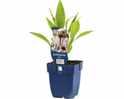 FLORASELF Zonnehoed Echinacea Pallida Ø 11 Cm