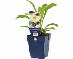 FLORASELF Margriet Leucanthemum Maximum 'Laspider' Ø 11 Cm